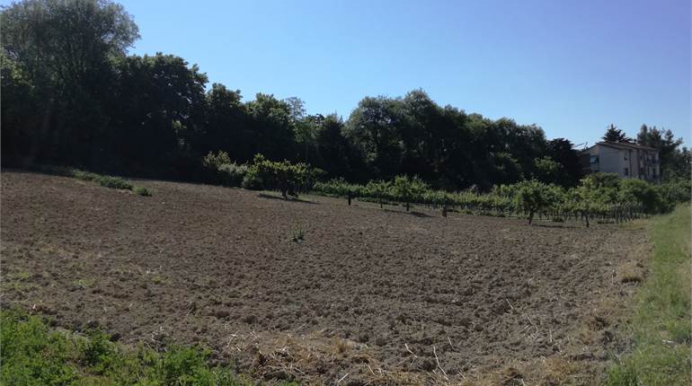 Ancona Pinocchio terreno agricolo irriguo 
